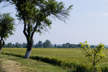 trees on a field background