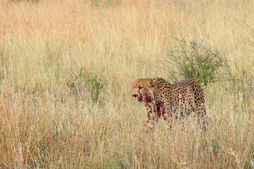 Gepard / Cheetah / Acinonyx jubatus.. © Ludwig