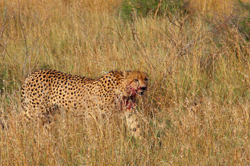Gepard / Cheetah / Acinonyx jubatus.. © Ludwig