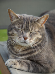 Naklejka na ściany i meble Sleeping big beautiful grey tiger cat in green grass. Summer sunny garden. Happy pet.