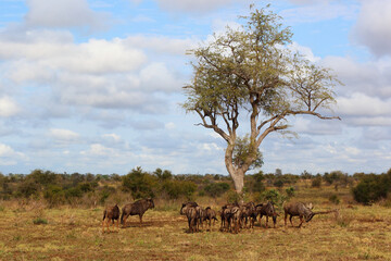Fototapeta premium Streifengnu / Blue wildebeest / Connochaetes taurinus......Streifengnu / Blue wildebeest / Connochaetes taurinus.