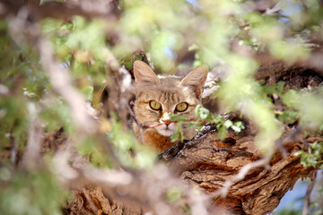 African wildcat in a tree in the Kgalagadi