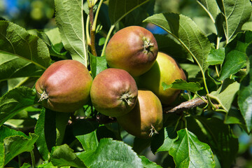 Kleine, unreife Äpfel im Wachstum am Baum mit goldfarbenen Bäckchen