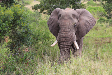Afrikanischer Elefant / African elephant / Loxodonta africana