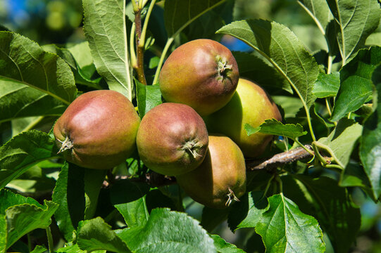 Kleine, unreife &Auml;pfel im Wachstum am Baum mit goldfarbenen B&auml;ckchen