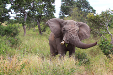 Fototapeta premium Afrikanischer Elefant / African elephant / Loxodonta africana