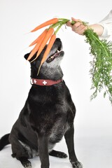 black big dog and carrot with leaves on white background