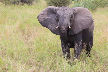 Fototapeta premium Afrikanischer Elefant / African elephant / Loxodonta africana