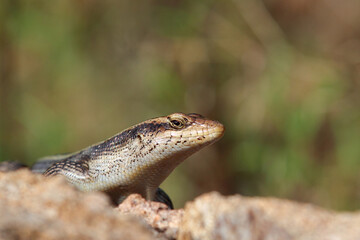 Afrikanischer Streifenskink oder Gestreifte Mabuye / African striped skink / Trachylepis striata uel Mabuya striata
