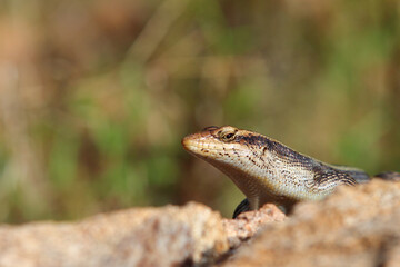 Afrikanischer Streifenskink oder Gestreifte Mabuye / African striped skink / Trachylepis striata uel Mabuya striata