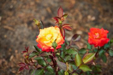 żółto czerwona róża 