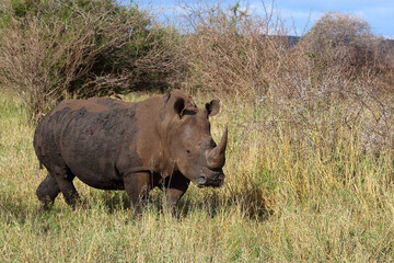 Breitmaulnashorn und Rotschnabel-Madenhacker / Square-lipped rhinoceros and Red-billed oxpecker /...