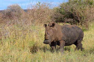 Breitmaulnashorn und Rotschnabel-Madenhacker / Square-lipped rhinoceros and Red-billed oxpecker / Ceratotherium simum et Buphagus erythrorhynchus.