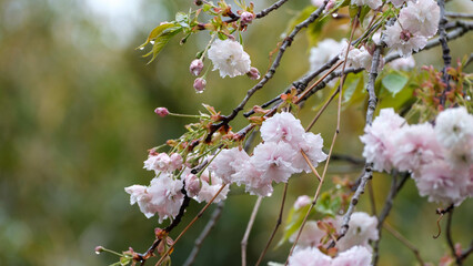 八重桜

