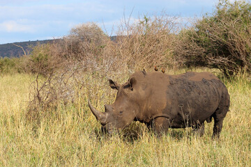 Breitmaulnashorn und Rotschnabel-Madenhacker / Square-lipped rhinoceros and Red-billed oxpecker /...