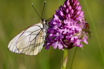 Papillon et orchidée sauvage