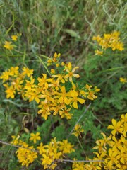yellow flowers in the garden