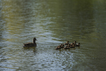 Common duck with ducklings swimming in a pond in late spring
