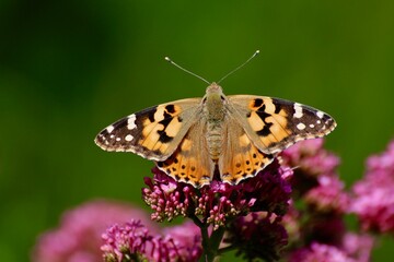 Papillon et valériane