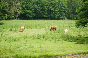 Impressions from a boat trip on the river Aller between Celle and Winsen. Lower Saxony, Germany