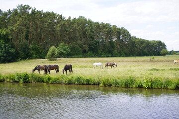 Impressions from a boat trip on the river Aller between Celle and Winsen. Lower Saxony, Germany