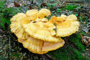 Laetiporus sulphureus is a species of bracket fungus found in Europe and North America. Its common...