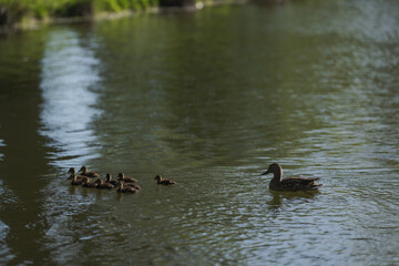 Common duck with ducklings swimming in a pond in late spring