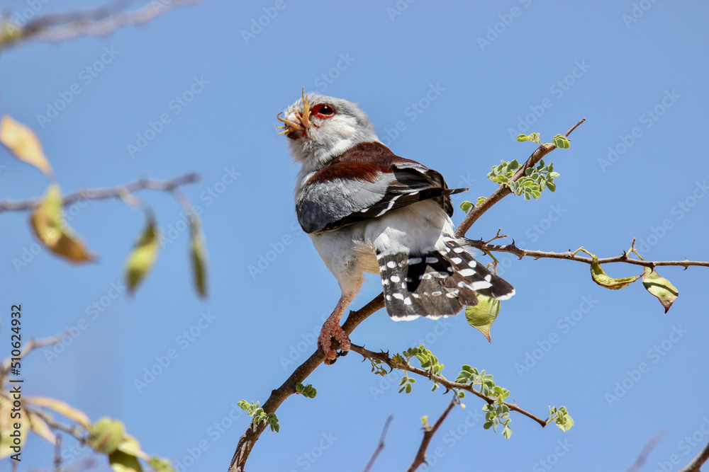 Wall mural female pygmy falcon with lizard in mouth, kgalagadi