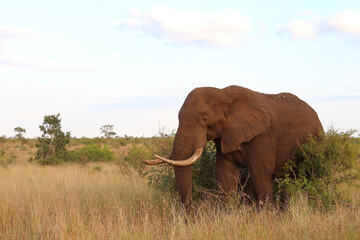 Obraz premium Afrikanischer Elefant / African elephant / Loxodonta africana