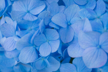青い紫陽花のアップ