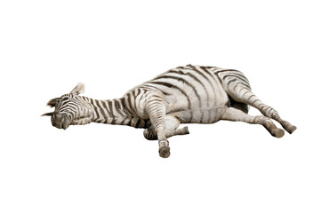 Fototapeta na wymiar sleeping zebra isolated on white background