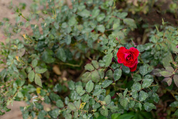 Photo of rose in park. Blurred background.