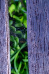 Cienaga de las Macanas Herrera Panama