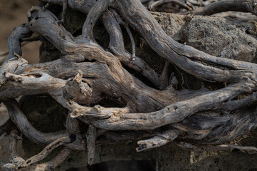 Old withered, twisted roots of an old tree