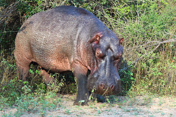 Flußpferd / Hippopotamus / Hippopotamus amphibius