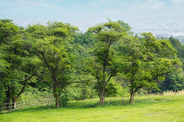 Fototapeta na wymiar 青空の下の初夏の爽やかな草原の風景