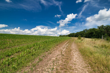 A dusty path around field in spring day under blue sky with clouds.