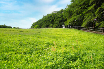 青空の下の初夏の爽やかな草原の風景