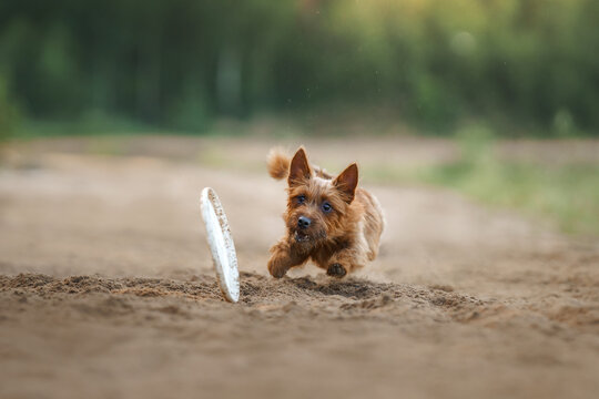 the dog is playing with a disc on the sand. A little Australian terrier catches a toy.