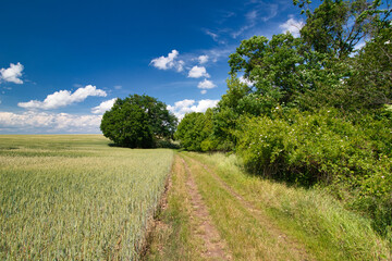 Fototapeta na wymiar A dusty path around field in spring day under blue sky with clouds.