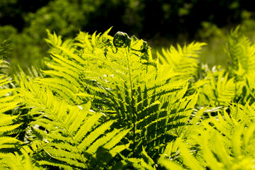 green ferns against the backdrop of green nature