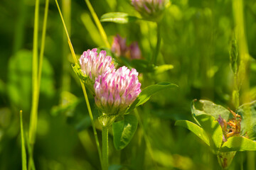 two  pink clovers among green nature