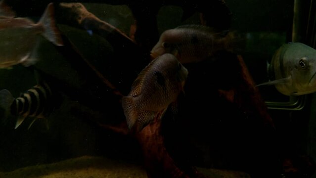 Beautiful small fish swim in the aquarium. Underwater photography