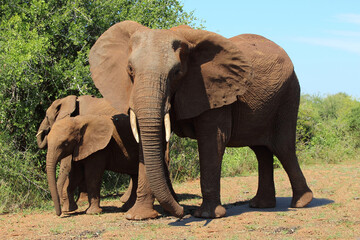 Afrikanischer Elefant / African elephant / Loxodonta africana