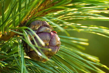 pine cone among long pine needles