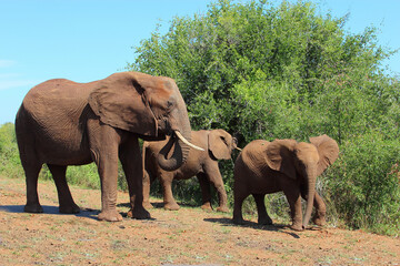 Fototapeta premium Afrikanischer Elefant / African elephant / Loxodonta africana
