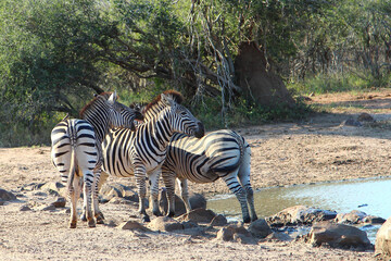 Steppenzebra / Burchell's zebra / Equus burchellii