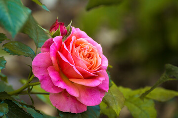 pink rose against the backdrop of green nature