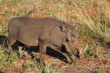 Warzenschwein / Warthog / Phacochoerus africanus