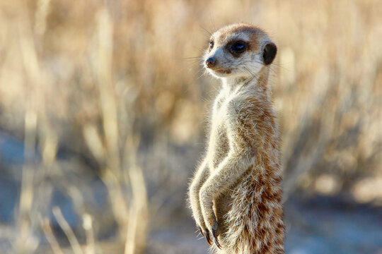 Merkat or Suricate sentry, Kgalagadi